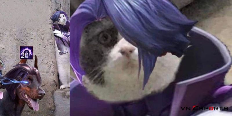 Ảnh mèo cosplay chế liên quân Florentino