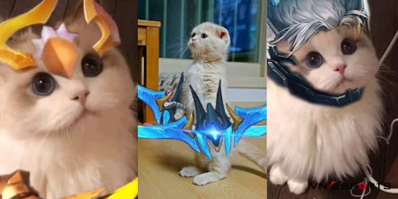 Mèo cosplay liên quân chế Nakroth