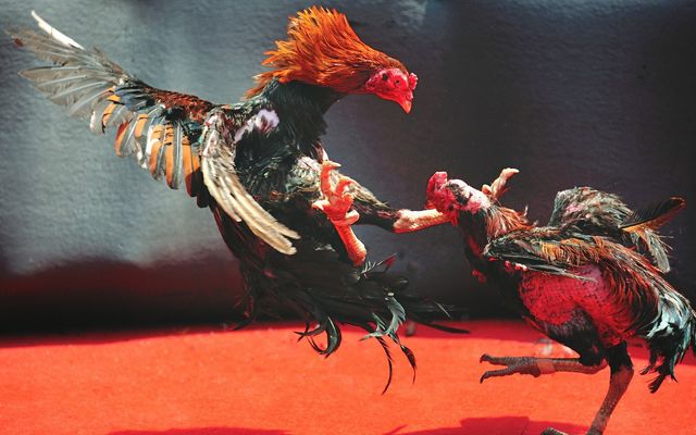 choi-ga-2 đá gà J88 luôn giữ chân được nhiều người chơi