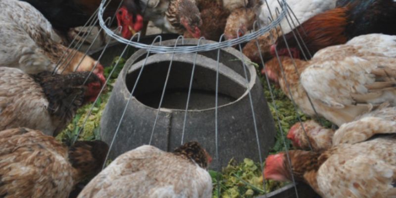 cung-cap-thuc-an-cho-ga-mai-choi1 Cung cấp thức ăn cho gà mái chọi
