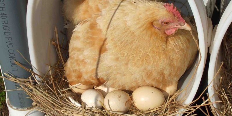 dieu-kien-de-ga-mai-choi-de-dat-nang-suat-cao Điều kiện để gà mái chọi đẻ đạt năng suất cao