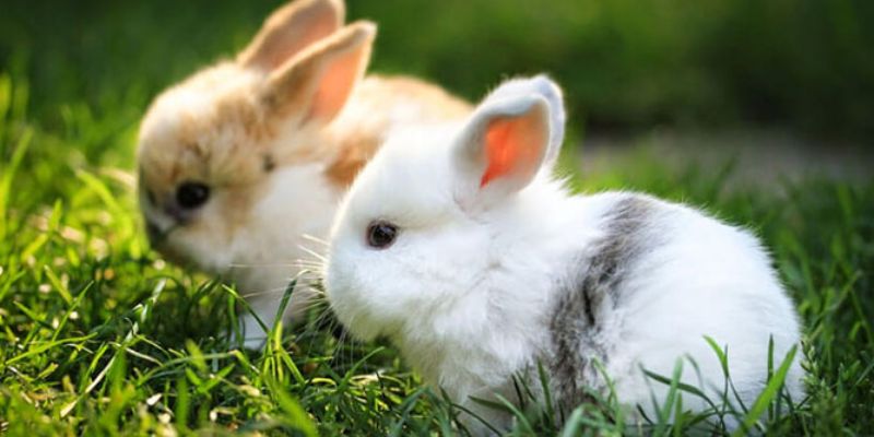 Giải mã giấc mơ thấy Thỏ: Bí mật đằng sau những điềm báo