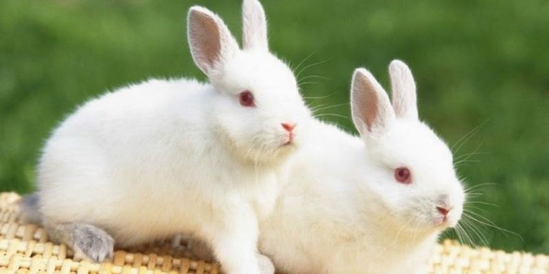 Mơ thấy thỏ trắng: Điềm báo may mắn hay rủi ro?