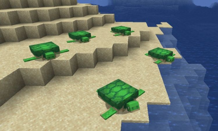 thong-tin-co-ban-ve-rua-trong-minecraft Thông tin cơ bản về rùa trong Minecraft