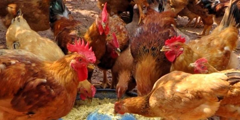thuc-an-cho-ga-mai-choi-de-va-luu-y-ve-che-do-dinh-duong Thức ăn cho gà mái chọi đẻ và lưu ý về chế độ dinh dưỡng