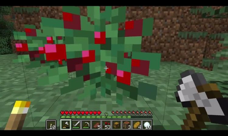 Tìm quả mọng ngọt để bắt đầu cách thuần phục cáo trong Minecraft