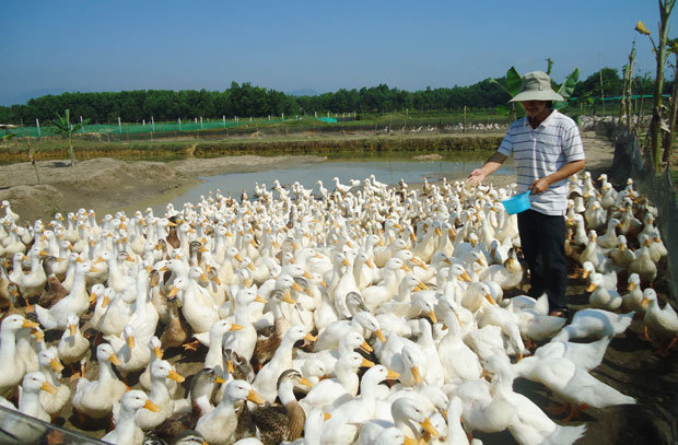 Trang trại vịt Trang trại vịt